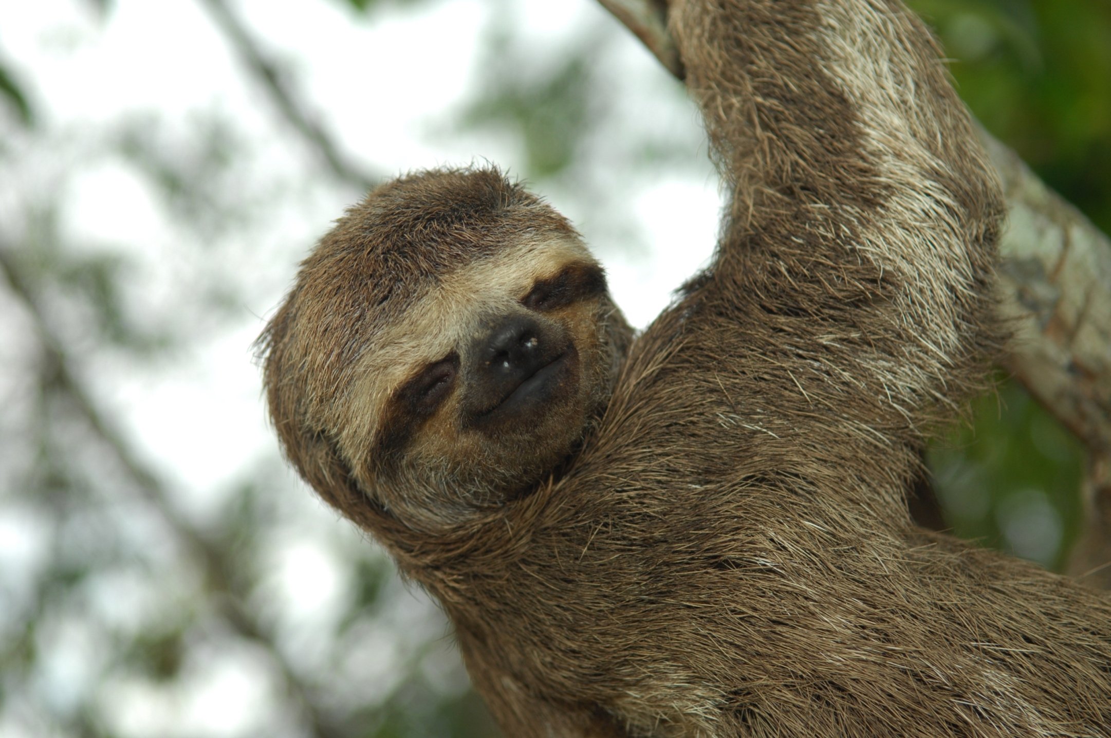 Three Toed Sloth 2 - High Resolution